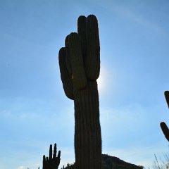 DSC 9351