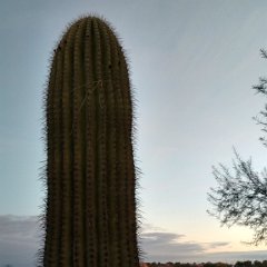 IMG 20190118 071804429 HDR