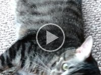 VID 20160618 075609646 HDR