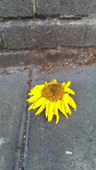 IMAG2272