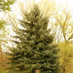 DSC 2016  (C) Andy Moon     (309)258-3530