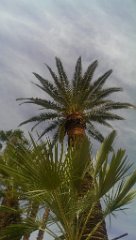 IMAG3991
