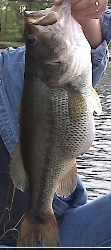 bigbassmay084