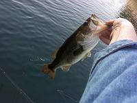  just another 2.5 pounder - meh....caught 40 fish this day.....