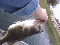  yea - 5.5lb hawg.....she was way ready to lay some eggs.....threw her back right after this phone pic....