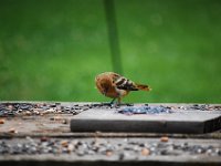 DSC 2517  (C) Andy Moon     mqqn@iammoon.com