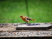 DSC 2519  (C) Andy Moon     mqqn@iammoon.com