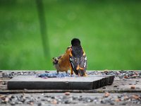 DSC 2525  (C) Andy Moon     mqqn@iammoon.com