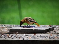 DSC 2527  (C) Andy Moon     mqqn@iammoon.com