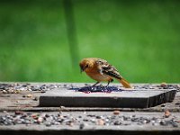 DSC 2528  (C) Andy Moon     mqqn@iammoon.com