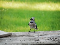 Blue Jay
