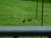 DSC 0007