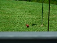 DSC 0008