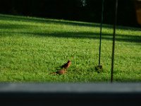 DSC 0009