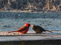 Cardinals
