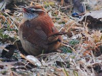 Carolina Wren