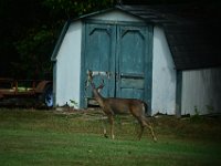 DSC 0068