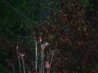 DSC 0091
