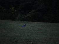 DSC 0150