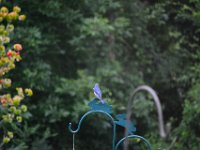 Eastern Bluebird