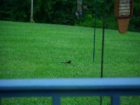 Eastern Towhee