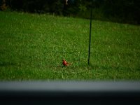 DSC 0017