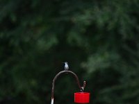 DSC 0085