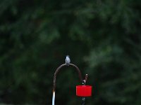 DSC 0087