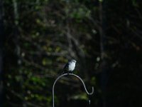 DSC 0094