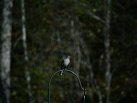 DSC 0095