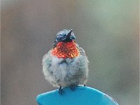 Hummingbirds