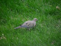 Mourning Dove