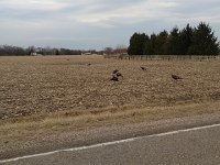 Wild Turkey