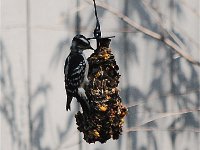 Woodpeckers