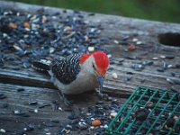 Red Bellied Woodpecker
