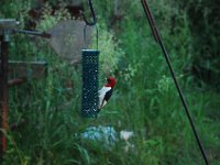 DSC 2123  (C) Andy Moon     mqqn@iammoon.com