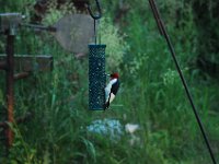 DSC 2124  (C) Andy Moon     mqqn@iammoon.com