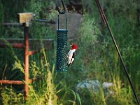 DSC 2138  (C) Andy Moon     mqqn@iammoon.com