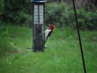 Red Headed Woodpecker