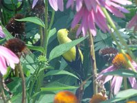 Yellow Finches