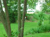 red headed woodpecker