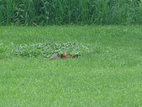 cardinal backyard 1 may2004