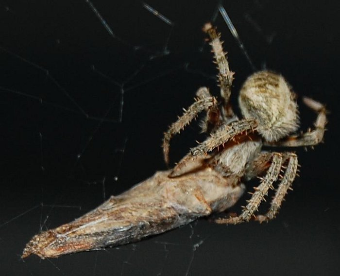 Image1