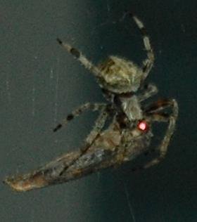 Image3