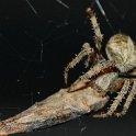Image1